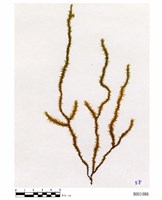 藏品(擬木毛苔)的圖片